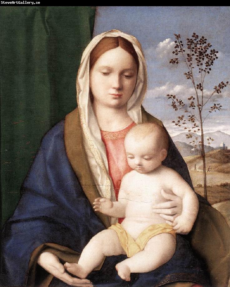 BELLINI, Giovanni Madonna and Child mmmnh